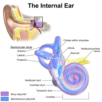 Vertigo Causes in Young Adults